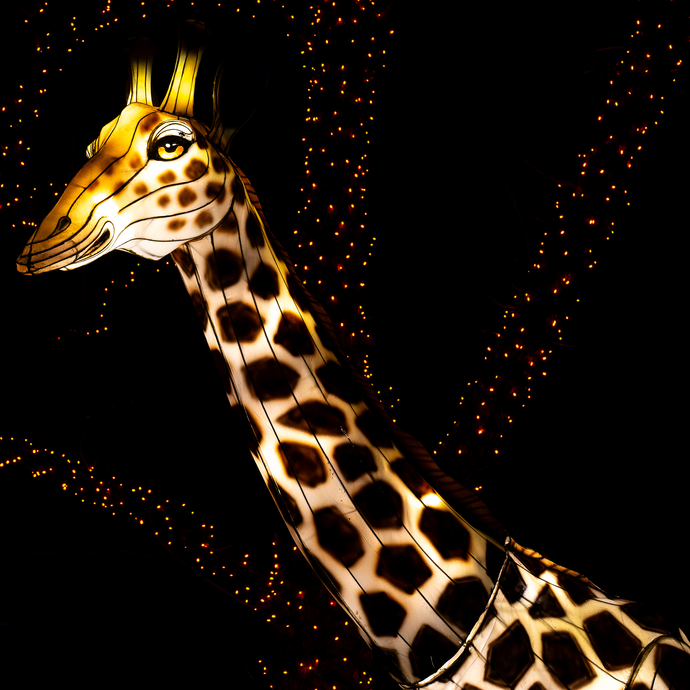 Zoo Lights